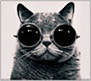 Cat with sunglasses on